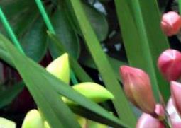 大花蕙兰烂根怎么办（大花蕙兰的根腐烂了怎么办）