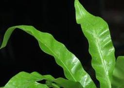 鸟巢蕨叶子焦边怎么办 鸟巢蕨叶片蔫了