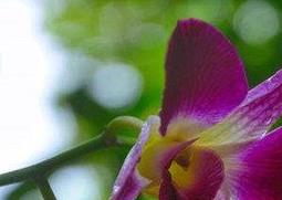 石斛兰怎么养（石斛兰怎么养才能开花）