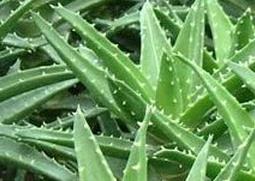 芦荟皮的功效与作用 芦荟皮的功效与作用点