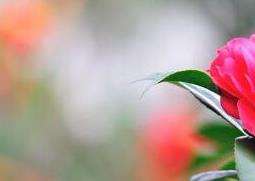 茶花怎么养 茶花怎么养才开花