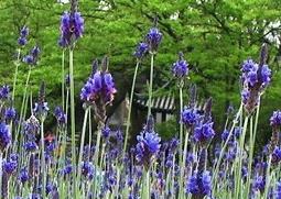 羽叶薰衣草的功效与作用（薰衣草的叶子有什么功效）