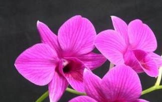 石斛兰和石斛的区别 石斛跟石斛兰的区别