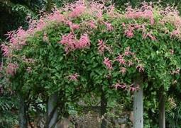 珊瑚花的功效与作用 珊瑚花有什么作用