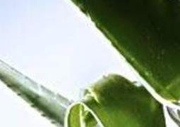 芦荟能不能吃 芦荟能不能吃?怎么吃?