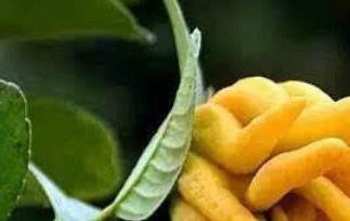 佛手果怎么吃（佛手果怎么吃法大全）