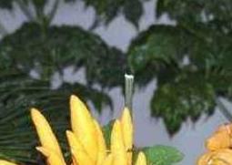 佛手花的功效与作用及禁忌（佛手花的功效与作用及禁忌的功效与作用）