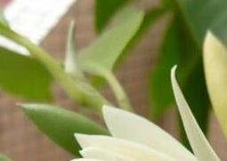 黄桷兰的养殖方法与注意事项（黄桷兰盆栽注意事项）