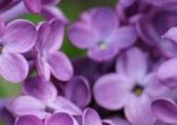 丁香花如何种植（丁香花如何种植视频）