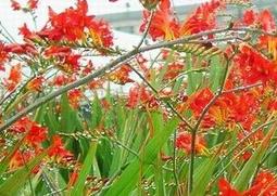 火星花的功效与作用（火星花的功效与作用）