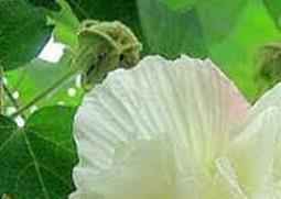 芙蓉花的功效与作用 芙蓉花的功效与作用及食用方法