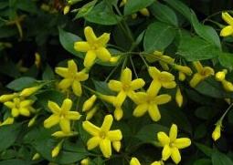 浓香探春的功效与培育（春香的作用）