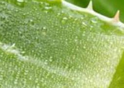 新鲜芦荟怎么煮水 新鲜芦荟怎么煮水洗脸