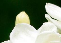 茉莉花的食疗功效与用法 茉莉花的食疗功效与用法大全