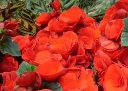 丽格海棠的功效与作用（丽格海棠的功效与作用是什么）