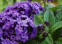 香水草的养殖方法与注意事项 香水的养殖方法和注意事项