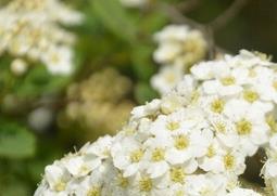 麻叶绣线菊的功效与作用（绣线菊的功效和作用）