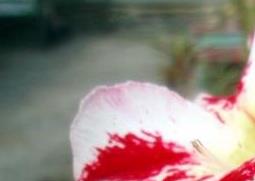 沙漠玫瑰养殖方法（沙漠玫瑰养殖方法适合什么样的土）