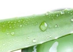 芦荟胶有哪些功效与作用 芦荟胶的作用和功效的功效与作用