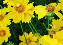 金鸡菊的功效与作用（金鸡菊的功效与作用视频）