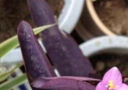 紫鸭趾草的功效与作用（紫鸭跖草可以吃吗）