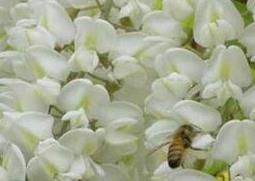 家槐树花的功效和作用 槐树花的药用价值与功效