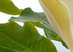 厚朴花的功效与作用