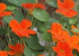 怎样养殖旱金莲（怎样养殖旱金莲花）