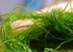 海发菜的功效与作用及营养价值 海发菜的作用和功效