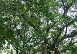 榕树的功效与作用（细叶榕树的功效与作用）