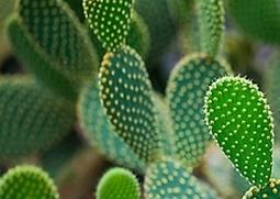 仙人掌的药用价值与功效（仙人掌的药用价值和功能）