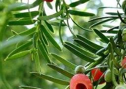 红豆杉怎么养 红豆杉怎么养家庭养法