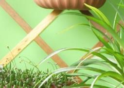 室内适合养什么花 这个季节室内适合养什么花