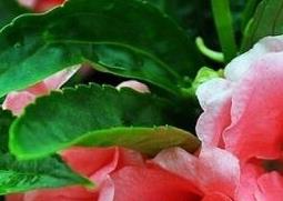 凤仙花的功效与作用（凤仙花的功效与作用及禁忌）