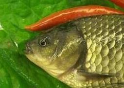 中药鲫鱼胆的功效与作用 草药鲫鱼胆的功效和作用