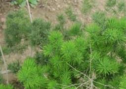 松竹草的功效与作用 松竹草的功效与作用图片