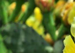 仙人掌花能吃吗 仙人掌花能吃吗刚开花谢了能吃吗