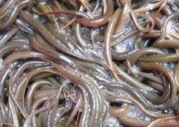 溪泥鳅的营养价值（泥鳅的营养价值和药用价值）