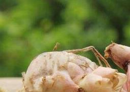 百合种球的种植方法（百合种球的种植方法视频教程）