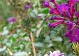 醉鱼草的功效与作用 大叶醉鱼草的功效与作用