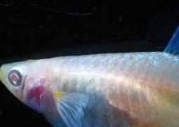 孔雀鱼怎么养（孔雀鱼怎么养才能活得长久）