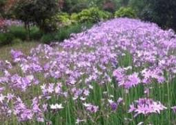 紫娇花的养殖方法和繁殖方式（紫娇花怎么繁殖）