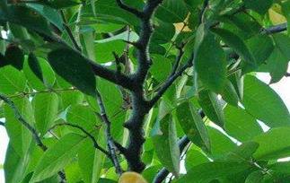 杨桃叶煮水的功效与作用 杨桃叶煮水的功效与作用及禁忌