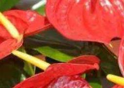 火鹤都开花吗（火鹤都开花吗什么意思）