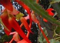 竹叶海棠花的养殖方法和养殖技巧 竹节海棠花的养殖方法