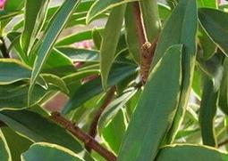 金边瑞香的功效与作用（金边瑞香的功效与作用）