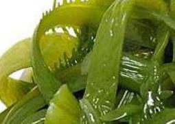 裙带菜和海带的区别（裙带菜）