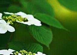 蝴蝶戏珠花的功效与作用（蝴蝶戏珠花与琼花的区别）