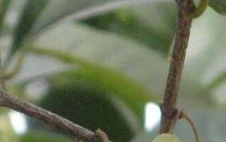 桂花果的功效与作用(桂花果的功效与作用及食用方法)