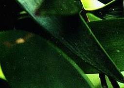 竹柏叶子发黑怎么办 竹柏叶子发黑怎么办呢